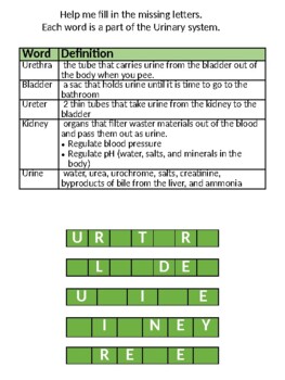 Preview of Urinary System Human Body Fill in the Blank