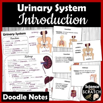 urinary system essay introduction