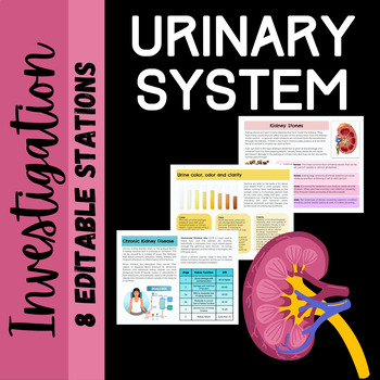 Preview of Urinary System Investigation