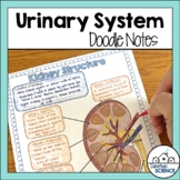 Urinary System Doodle Notes - Distance Learning Compatible