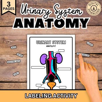 Preview of Urinary System Labeling, Human Body Anatomy Activity, Biology Diagram, Science