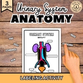 Urinary System Labeling, Human Body Anatomy Activity, Biol