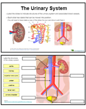 General anatomy of urinary system ppt