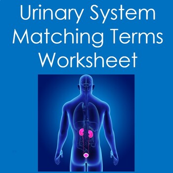 Preview of Urinary System Matching Terms Worksheet (Anatomy, Biology, Nursing)