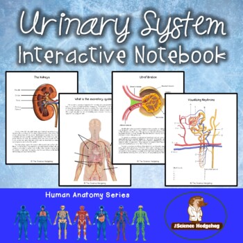 Preview of Urinary System Notes