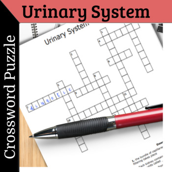 Urinary System PDF Crossword Puzzle by JayZee TPT