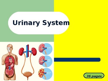 Preview of Urinary System PowerPoint