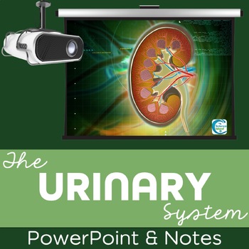 Preview of Urinary System PowerPoint and Notes