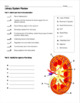 Urinary System Review Worksheet by Biology with Brynn and ...
