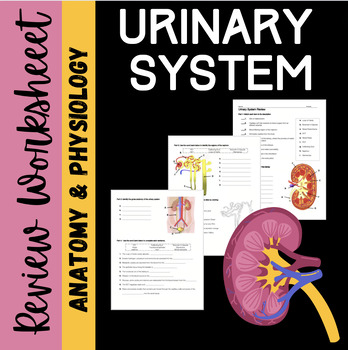 Preview of Urinary System Review Worksheet