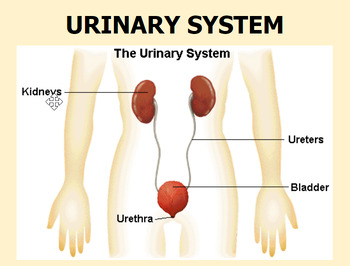 Preview of Urinary System Slide presentation, Study Guide & Test
