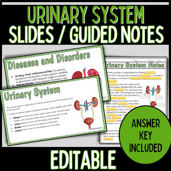 Preview of Urinary System Slides and Guided Notes