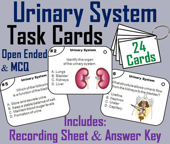 Preview of Urinary System Task Cards (Human Body Systems Activity: Anatomy & Physiology)