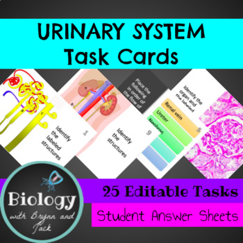 Preview of Urinary System Task Cards