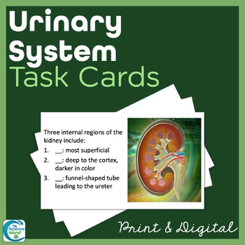 Preview of Urinary System Task Cards - Anatomy and Physiology Activity