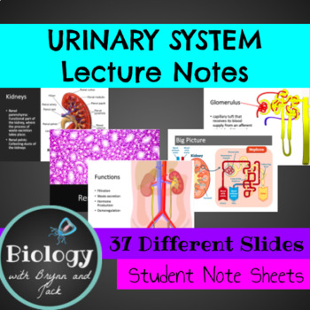 Preview of Urinary System Unit Notes