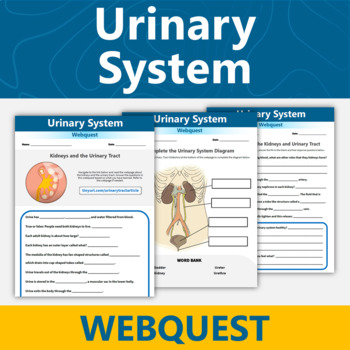 Preview of Urinary System Webquest Human Body Systems Activity