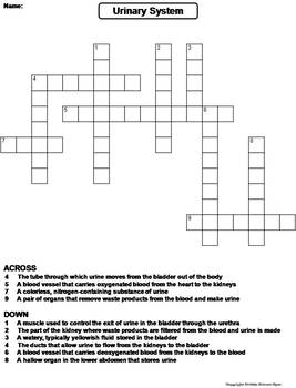 Urinary System Worksheet/ Crossword Puzzle by Science Spot | TpT