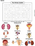 Urinary System Activity Word Search (Human Body Systems Wo