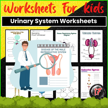 Preview of Urinary System Worksheets