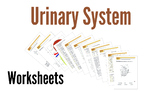 Urinary System Worksheets