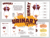 Urinary/Excretory System Worksheets || Main Organs, Functi