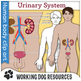 Urinary System clip art