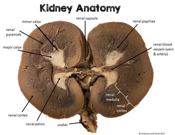 Urinary or Excretory System: Kidney Dissection by Gnature with Gnat