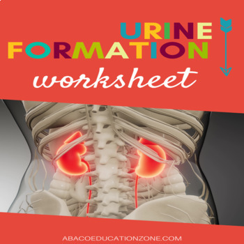Formation Of Urine Teaching Resources | TPT