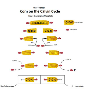 Preview of User Friendly Corn on the Calvin Cycle