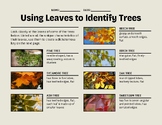 Using Leaves to Identify Trees, Dichotomous Key, Worksheet.