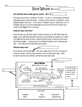 Preview of Using Text Features Worksheet - Blue Whales