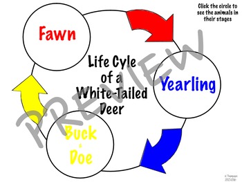 Preview of VA SOL 2.4 - Life Cycle of the White Tailed Deer