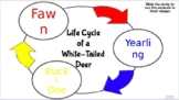 VA SOL 2.4 - Life Cycle of the White Tailed Deer -PPT