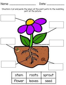 VAAP Plant Structures and Functions (5th Grade Science) by Teach Tall