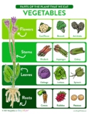 VEGETABLES POSTER: Parts of The Plant That We Eat