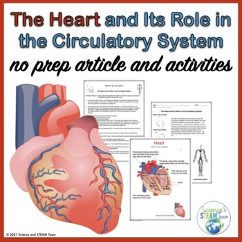 Preview of Valentine's Day Science The Heart's Role in the Circulatory System
