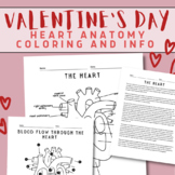 Valentines Day Science Activity | Anatomy of The Heart Rea