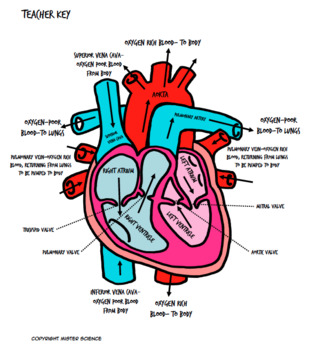 Preview of VALENTINE'S DAY Cardiovascular human heart coloring sheet & Bill Nye guide 6-8th