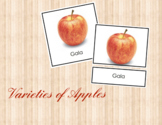 Varieties of Apples • Three Part Cards • Flash Cards • Dig