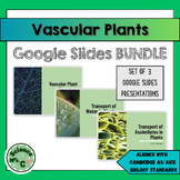 Vascular Plants Google Slides Lesson BUNDLE (for AICE/AS C