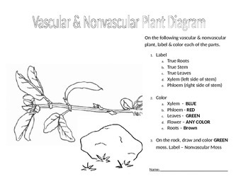 Preview of Vascular and Non Vascular Plant Diagram: Color and Label!