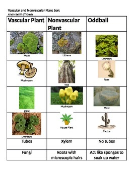 Preview of Vascular and Nonvascular Plant Sort