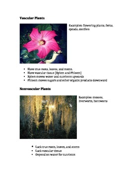 Preview of Vascular and Nonvascular Plants Simple Summary