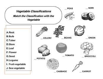 Preview of Culinary Vegetable Classifications handout/worksheet
