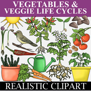 clipart vegetables garden