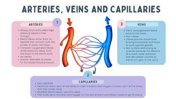 Preview of Veins, Arteries & Capillaries summary sheet