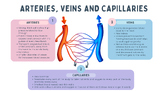 Veins, Arteries & Capillaries summary sheet