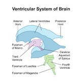 Ventricular System of Brain.