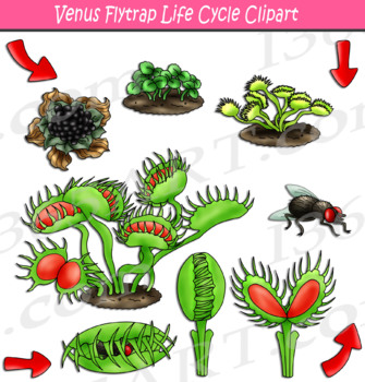 Preview of Venus Flytrap Life Cycle Clipart